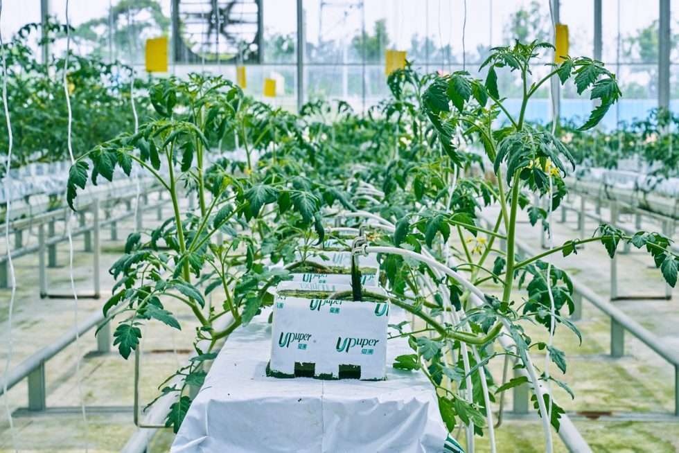 Upuper usine serre production chine 551