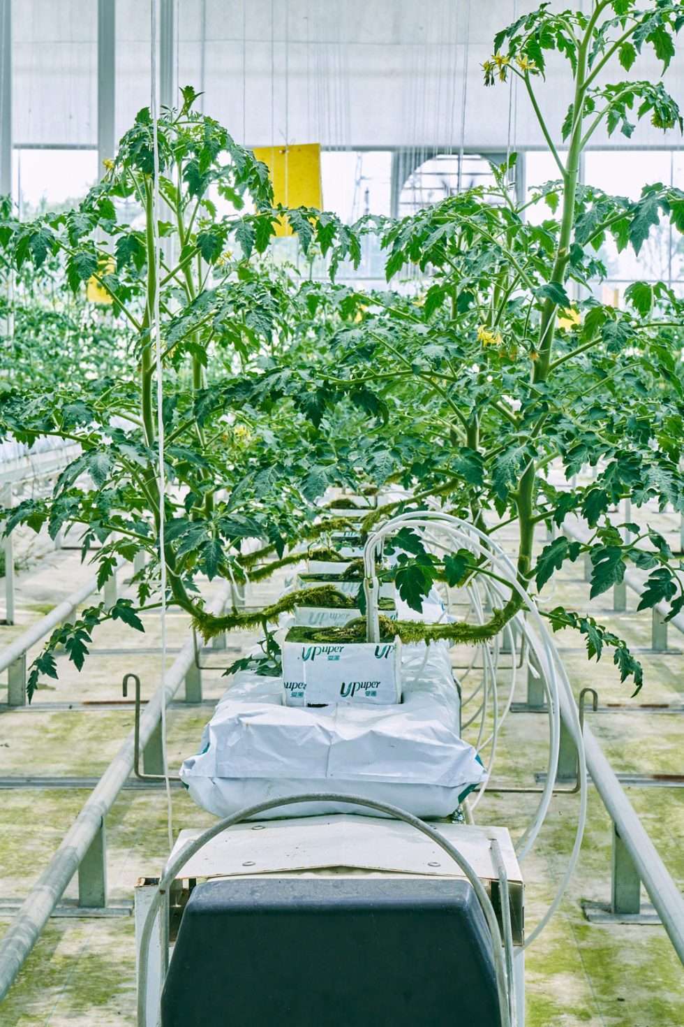 Upuper usine serre production chine 561