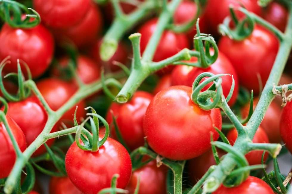 Upuper usine serre production chine 571