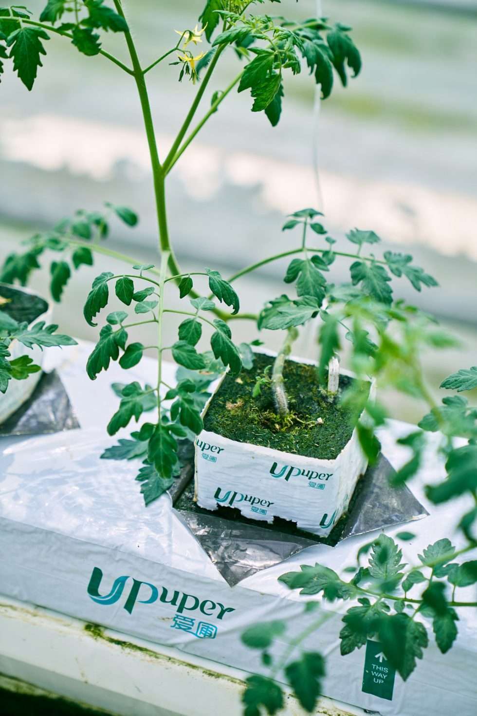 Upuper usine serre production chine 581