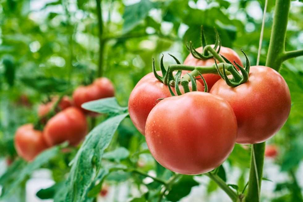 Upuper usine serre production chine 591